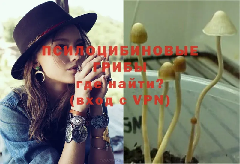 Галлюциногенные грибы Psilocybine cubensis  OMG   Голицыно 